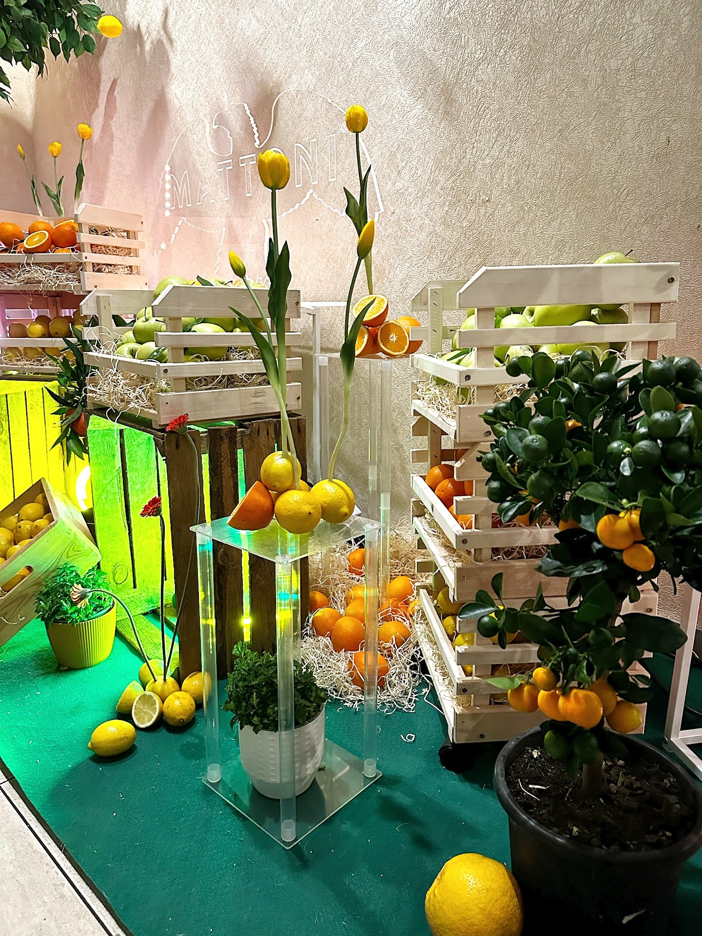 Mattoni — Trnava: staging z drevených debničiek s citrusmi, tulipánmi a citrusovým stromčekom pred zeleným kobercom